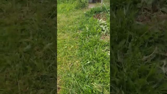 Ежевика,развитие осенних саженцев:Бжезина,Натчез, Коламбия Стар,Осейдж,Холс Бьюти смотреть онлайн