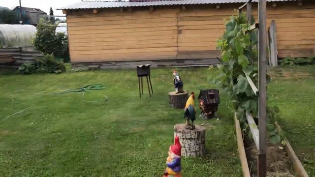 Огромные АРБУЗЫ выращиваем в Сибири смотреть онлайн