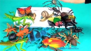 Insects Names For Kids Bugs Beetles Spiders Toy Videos For Children Learn Colors Teaching Kids