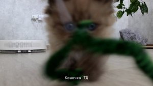 пушистые крошки