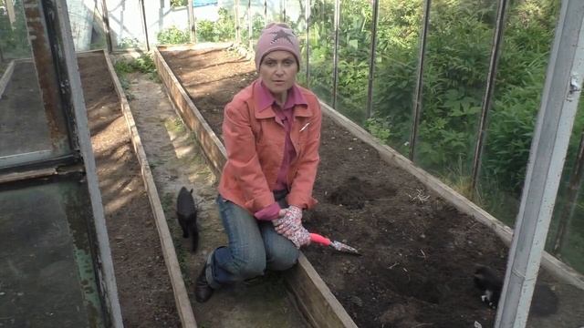 Арбузы и дыни: посадка в теплицу