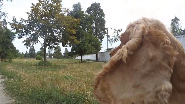 Спаниель Сёма: Уже 10 лет. Собачья старость? смотреть онлайн