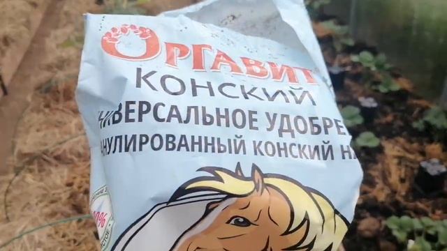 Одна Из Лучших Подкормок Клубники Без Химозно // Май 2022 г // С.Х.У смотреть онлайн