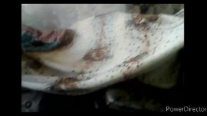 Сделал домик из одеял и подушек (досмотреть до конца)