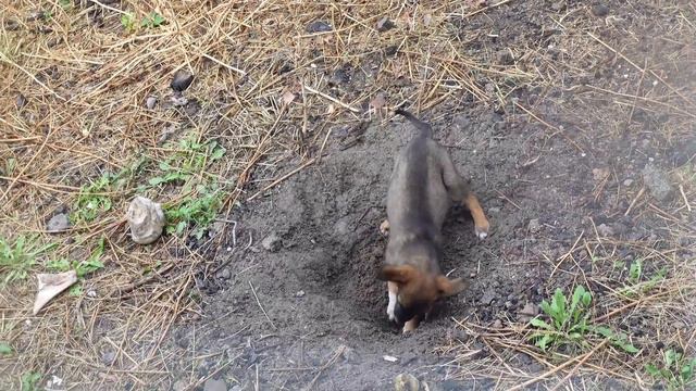 От бездомных к домашним любимцам: Брошенные щенки проходят путь к взрослению от 1 до 5 месяцев".