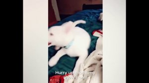 смешные случаи с животными 27