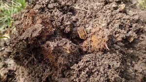 XP DEUS 2. Работает по выбитым местам как пылесос! Находки приятно удивили и порадовали. #xpdeus2