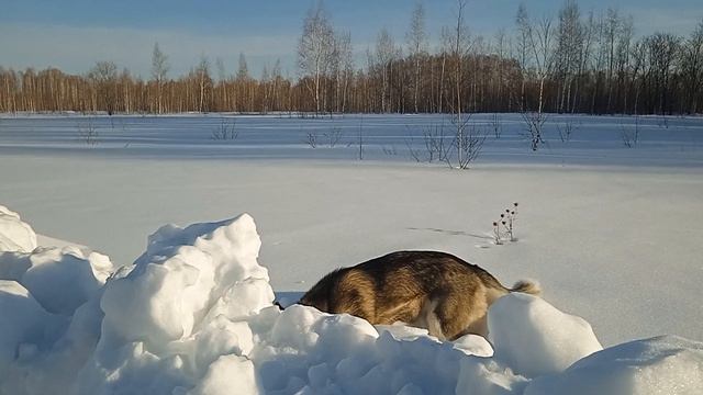 Сибирская хаски Умка на раскопках