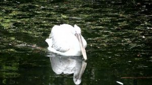 Пеликан Баклан Московский зоопарк Pelican Cormorant Moscow zoo हवासील البجع  ペリカン 鵜 펠리컨 पक्षियों 鳥