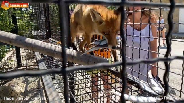 Лучше лиса Рыжика няньки не найти! Тайган. Foxes life in Taigan. смотреть онлайн