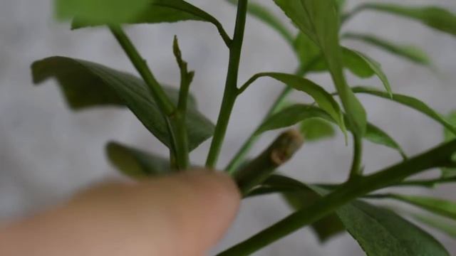 УХОД ЗА ЦИТРУСАМИ. Уход за лимоном, мандарином, апельсином смотреть онлайн