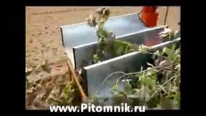 посадка саженцев, сеянцев посадочной машиной