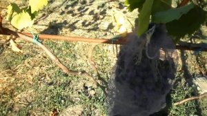 Виноград Козачёк 2020