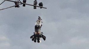 Николаевские голуби г Обоянь