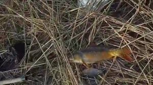 Рыбалка Таджикистане