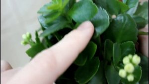 Обрезка каланхоэ после цветения.__Валентина Земскова.