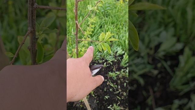 слива Алтайская Юбилейная.mp4