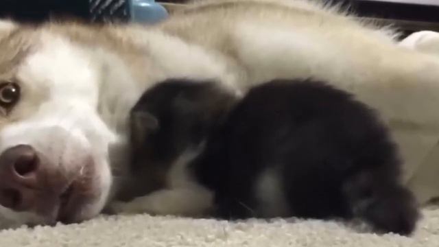 Они спасли котенка и принесли его домой. Реакция Хаски поразила всех смотреть онлайн