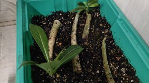 ЧЕРЕНКИ АДЕНИУМА в перлите и грунте #адениум #adenium