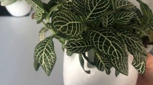 Простые, но важные правила ухода за ФИТТОНИЕЙ. Размножение, подкормка, сезоны