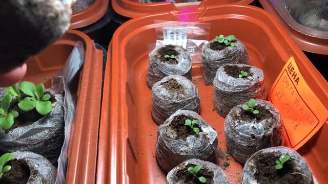 Рассада петунии. Нарциссы. 13 февраля 2018 года. смотреть онлайн