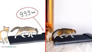 ?Cat Memes: We Live, We Love, We Lie - Smurf Cat ? Trending Funny Animals 2023 ?