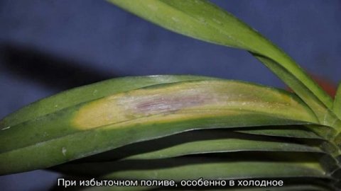 Болезни орхидей — из-за чего появляются