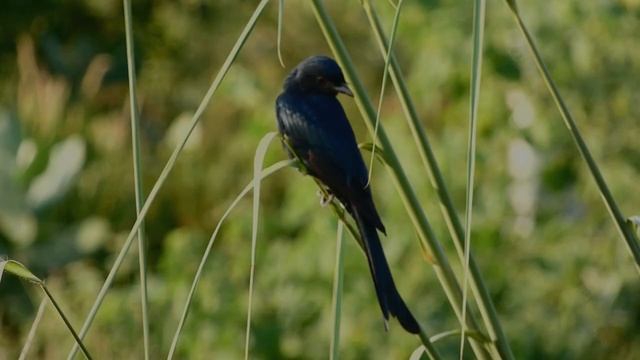 The Black Drongo (Dicrurus macrocercus) смотреть онлайн