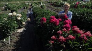 Пион Music Man. Май 2018