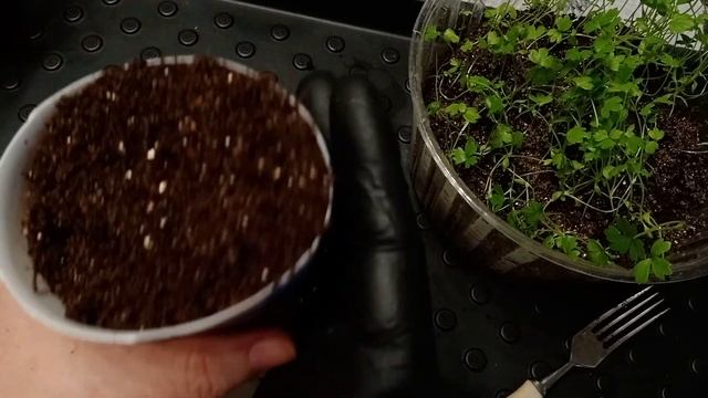 Как вырастить сельдерей корневой|Как пикировать рассаду сельдерея|Клубни сельдерея урожая 2020 года