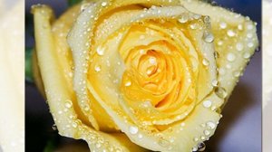 СЧАСТЬЕ ЛЮБИТ ТИШИНУ