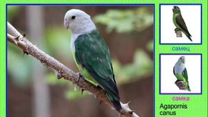 Неразлучники. Попугай. Голоса птиц