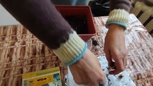 Мускари. Посадка в горшок для балкона. Декабрь 2022