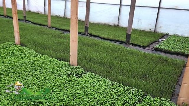 АгроЛайнПлюс - Проращивание картофеля, всходы зелени, рассада. (2024)