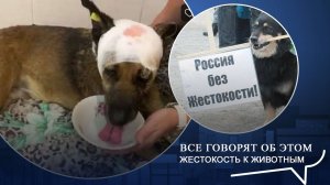 Кошки ели друг-друга Насилие над домашними животными. Ток-шоу: Все говорят об этом | #ОТВ