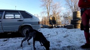 ПРИЮТ для ЖИВОТНЫХ "НАДЕЖДА"/ SPIDER-MAN DEADPOOL BLACK PANTHER НАВЕСТИЛИ ЖИВОТНЫХ/ животные