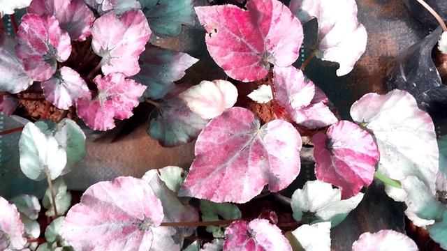 Begoniya, Pepperomia varieties for sale#onlineplants #lovemyplantssreekalaribu #wtsp9947132040