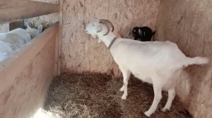 Нужно ли давать козам соль, соду, каши, витамины  и тд. Можно ли держать без выгула.