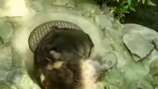 Енот вылез из канализации смотреть онлайн