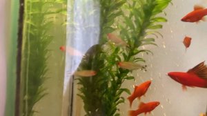 РОДОСТОМУС (КРАСНОНОСАЯ ТЕТРА) - УХОД, СОДЕРЖАНИЕ, РАЗВЕДЕНИЕ | АКВАРИУМНЫЕ РЫБЫ #8