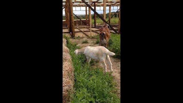 Англо-нубийские козы.