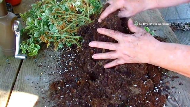 Growing Plants Indoors For Winter - Why Do I Take In So Many? смотреть онлайн