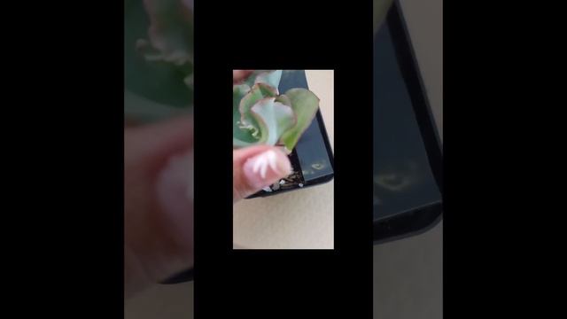 #short Echeveria sea dragón❤️❤️❤️ смотреть онлайн