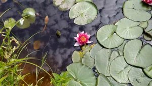 4K Водяная лилия  -  Water Lily