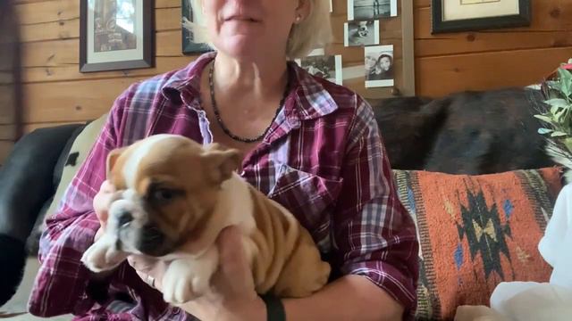 Kaigan Kennels English Bulldogs 12-9-2021 Petunia Girl Red