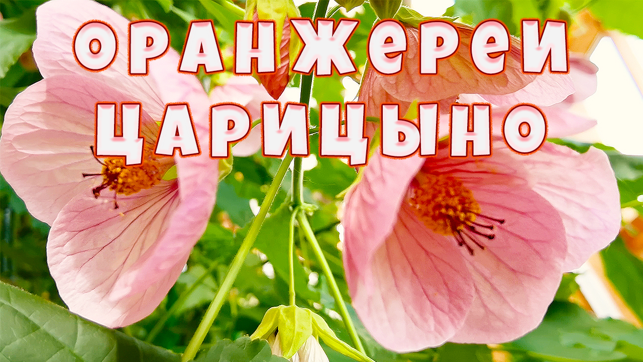 Красивые цветы. Парк Царицыно Оранжереи. Видео 4К.
