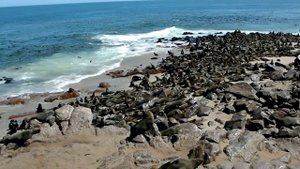 Намибия. Cape Cross Seal Reserve. Капские морские котики.