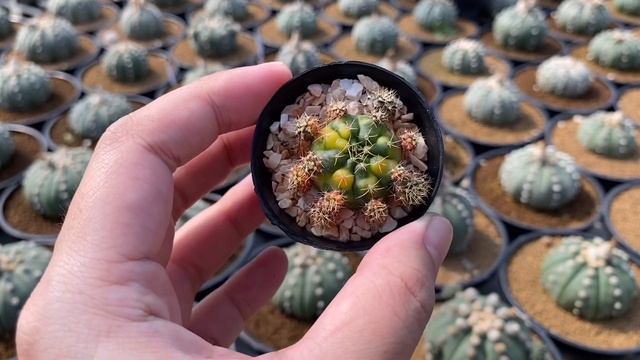 ยิมโน Gymnocalycium damsii ชำง่ายมาก | PB CACTUS Channel смотреть онлайн