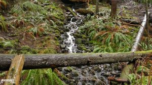 Capilano Suspension Bridge Park in Vancouver Canada 4K