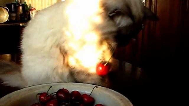 ФИБИ.mpg смотреть онлайн